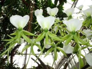 Angraecum Orchidee