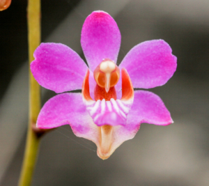 Doritis Orchidee