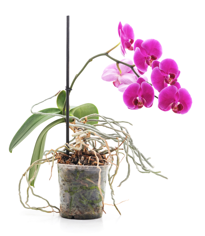 Kann man Luftwurzeln bei Orchideen einfach abschneiden?