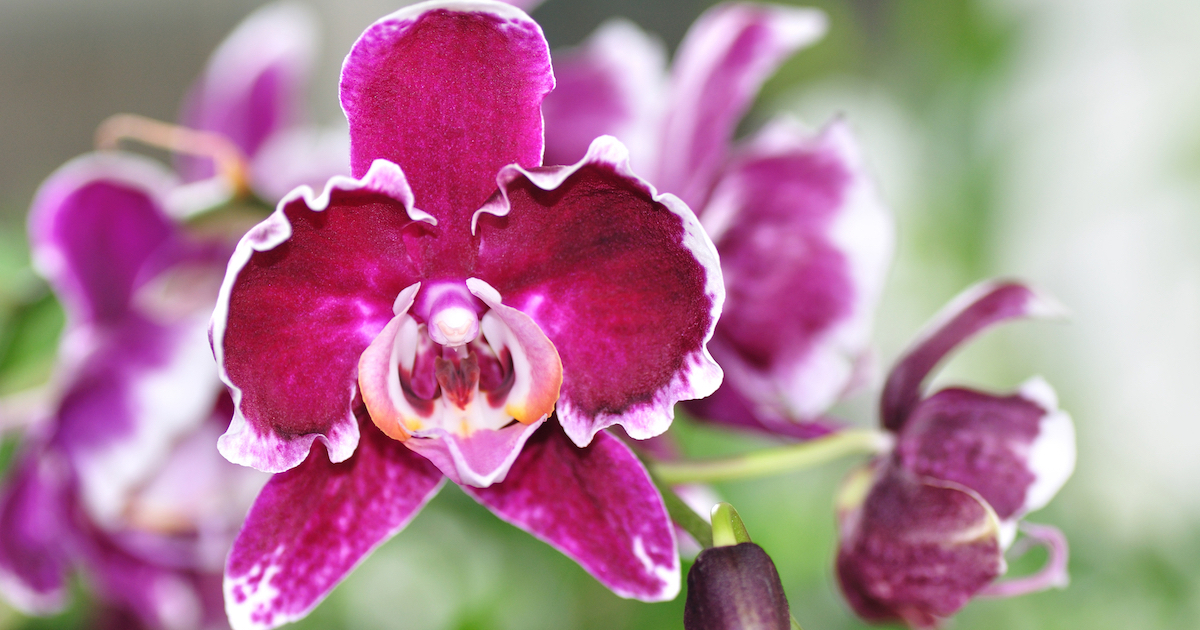 (c) Orchideen.eu