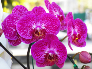 Orchideen Pflege