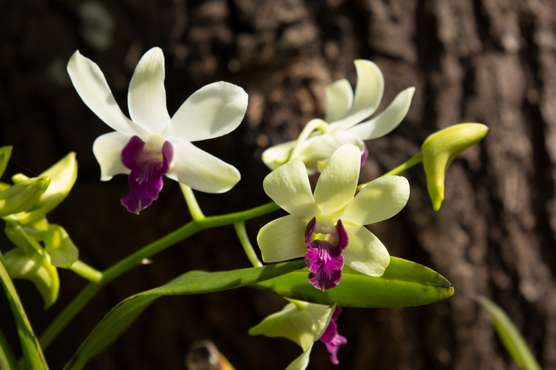 Wann verlieren Orchideen ihre Blüten?
