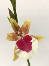 Miltonia Peter Komp gelb-pink – Stiefmütterchenorchidee – Orchidee