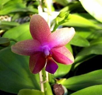 1 blühfähige Orchidee der Sorte: Phalaenopsis Liodoro, 12cm Topf, starker Duft - 1