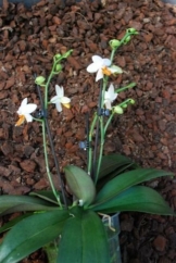 1 blühfähige Orchidee der Sorte: Phalaenopsis Mini Mark, 12cm Topf - 1