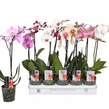 10 Stück Phalaenopsis 50-60 cm / 1 Trieb Blüten - Orchideen - Topforchidee - 1