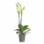 3x echte Phalaenopsis Orchideen 2 Triebe - 50 bis 70cm groß - Schmetterlingsorchidee wunderschöne blühende Tischpflanzen Blumen Geschenkset Naturprodukt - 3