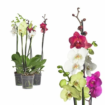 3x echte Phalaenopsis Orchideen 2 Triebe - 50 bis 70cm groß - Schmetterlingsorchidee wunderschöne blühende Tischpflanzen Blumen Geschenkset Naturprodukt - 1