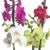 3x echte Phalaenopsis Orchideen 2 Triebe - 50 bis 70cm groß - Schmetterlingsorchidee wunderschöne blühende Tischpflanzen Blumen Geschenkset Naturprodukt - 5