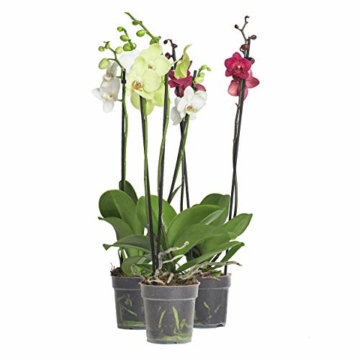 3x echte Phalaenopsis Orchideen 2 Triebe - 50 bis 70cm groß - Schmetterlingsorchidee wunderschöne blühende Tischpflanzen Blumen Geschenkset Naturprodukt - 7