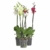 3x echte Phalaenopsis Orchideen 2 Triebe - 50 bis 70cm groß - Schmetterlingsorchidee wunderschöne blühende Tischpflanzen Blumen Geschenkset Naturprodukt - 7