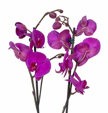 4er Set Orchideen, 4 Phalaenopsis Orchideen, 2 Rispen, 60-70 cm, beste Qualität, Topfdurchmesser Ø 12 cm - 2