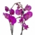 4er Set Orchideen, 4 Phalaenopsis Orchideen, 2 Rispen, 60-70 cm, beste Qualität, Topfdurchmesser Ø 12 cm - 2