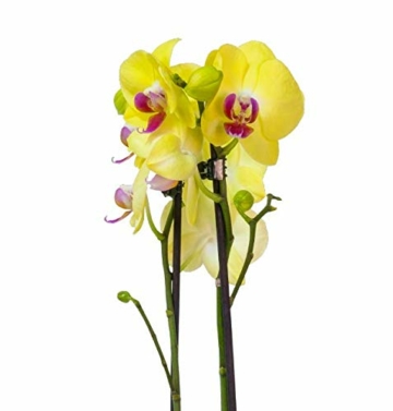 4er Set Orchideen, 4 Phalaenopsis Orchideen, 2 Rispen, 60-70 cm, beste Qualität, Topfdurchmesser Ø 12 cm - 3