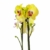 4er Set Orchideen, 4 Phalaenopsis Orchideen, 2 Rispen, 60-70 cm, beste Qualität, Topfdurchmesser Ø 12 cm - 3