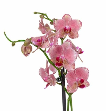 4er Set Orchideen, 4 Phalaenopsis Orchideen, 2 Rispen, 60-70 cm, beste Qualität, Topfdurchmesser Ø 12 cm - 4