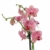 4er Set Orchideen, 4 Phalaenopsis Orchideen, 2 Rispen, 60-70 cm, beste Qualität, Topfdurchmesser Ø 12 cm - 4