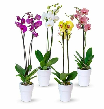 4er Set Orchideen, 4 Phalaenopsis Orchideen, 2 Rispen, 60-70 cm, beste Qualität, Topfdurchmesser Ø 12 cm - 1