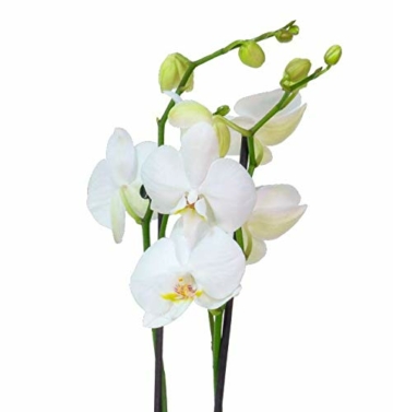 4er Set Orchideen, 4 Phalaenopsis Orchideen, 2 Rispen, 60-70 cm, beste Qualität, Topfdurchmesser Ø 12 cm - 5