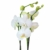 4er Set Orchideen, 4 Phalaenopsis Orchideen, 2 Rispen, 60-70 cm, beste Qualität, Topfdurchmesser Ø 12 cm - 5