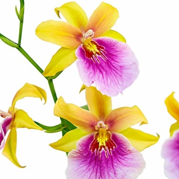 Miltonia 'Sunset' gelb-pink - Stiefmütterchenorchidee - Orchidee