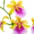 Miltonia 'Sunset' gelb-pink - Stiefmütterchenorchidee - Orchidee