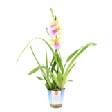 Miltonia 'Sunset' gelb-pink - Stiefmütterchenorchidee - Orchidee