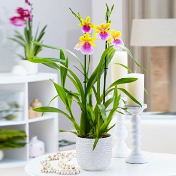 Miltonia 'Sunset' gelb-pink - Stiefmütterchenorchidee - Orchidee