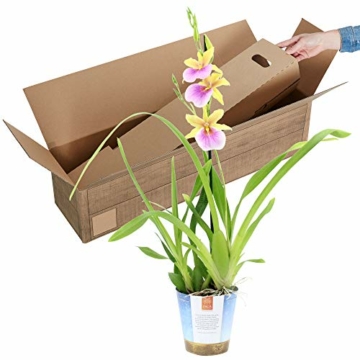 Miltonia 'Sunset' gelb-pink - Stiefmütterchenorchidee - Orchidee