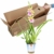 Miltonia 'Sunset' gelb-pink - Stiefmütterchenorchidee - Orchidee