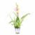 Miltonia 'Sunset' gelb-pink - Stiefmütterchenorchidee - Orchidee