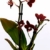 Orchidee Phalaenopsis schwarz im Topf, Orchidee Falenopsis, echte Pflanze