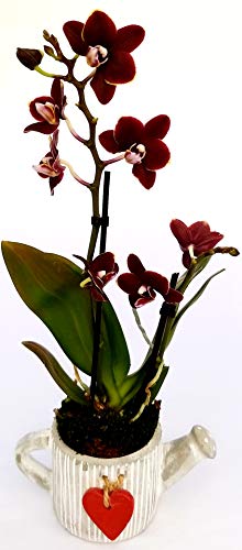 Orchidee Phalaenopsis schwarz im Topf, Orchidee Falenopsis, echte Pflanze