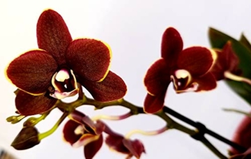 Orchidee Phalaenopsis schwarz im Topf, Orchidee Falenopsis, echte Pflanze