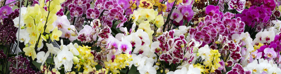 Orchideenarten Header