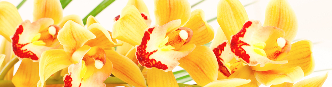 Gelbe Orchideen Header