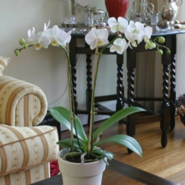 Phalaenopsis Orchidee weiß - 1 pflanze - 1