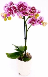 PHALAENOPSIS Spitzen aus Keramiktopf, weiß, echte Pflanze - 1