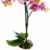 PHALAENOPSIS Spitzen aus Keramiktopf, weiß, echte Pflanze - 1