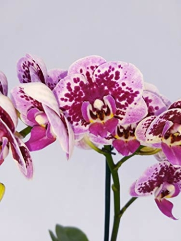 PHALAENOPSIS Spitzen aus Keramiktopf, weiß, echte Pflanze - 3