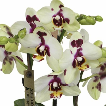 Phalaenopsis