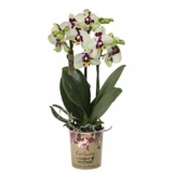 Phalaenopsis"Spotty" | Orchidee Pflanze Echt | Schmetterlingsorchidee | Blüte Lila-Weiß | Höhe 35-40 cm | Topf-Ø 9 cm - 1
