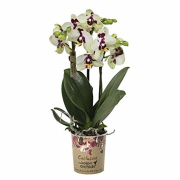 Phalaenopsis