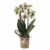 Phalaenopsis"Spotty" | Orchidee Pflanze Echt | Schmetterlingsorchidee | Blüte Lila-Weiß | Höhe 35-40 cm | Topf-Ø 9 cm - 1