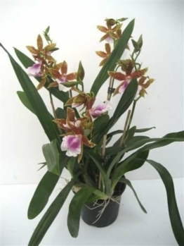 Miltonia 'Goodale Moir' – Stiefmütterchenorchidee – Orchidee