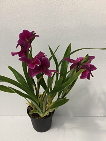 Miltonia Honululu 'Warner's Best' pink - Stiefmütterchenorchidee – Orchidee