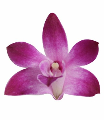 Dendrobium 'Berry Oda' lila - Bambusorchidee – Orchidee