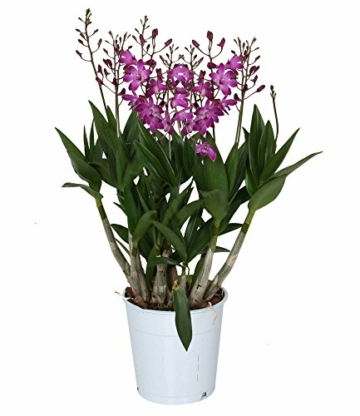 Dendrobium 'Berry Oda' lila - Bambusorchidee – Orchidee