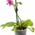 Phalaenopsis 'Liodoro' pink - Schmetterlingsorchidee - Duftorchidee