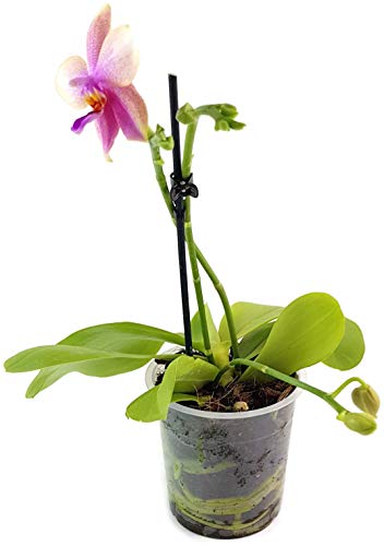 Phalaenopsis 'Liodoro' pink - Schmetterlingsorchidee - Duftorchidee